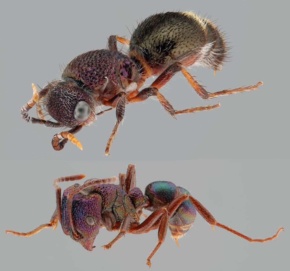 A composite image of two small insects against a neutral gray background. A velvet-ant (Mutillidae) is above a true ant (Formicidae). Both are dark metallic, with shades ranging from purplish on the head and mesosoma, to shades of dark green on the metasoma. The velvet-ant also has dense apical fringes of appressed setae on the abdominal tergites. 