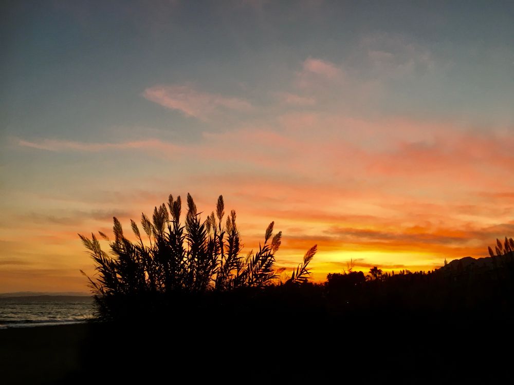 Sunset on the beach. The sky is alight with the golden colors of the setting sun. In silhouette some tall common reed grass and the sea on the left. 