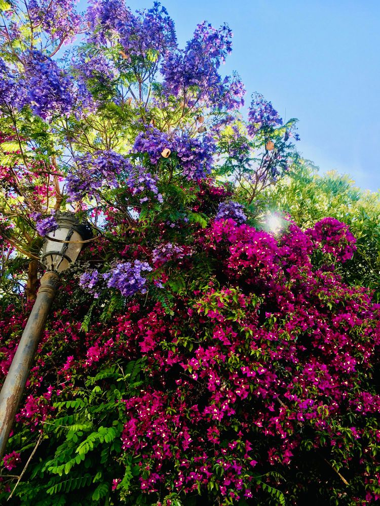 The picture is almost entirely covered with a bougainvillea and a jacaranda tree in full bloom. An old fashioned lamp post can be seen in the foreground on the left. A patch of bright sunny sky can be seen in the right upper corner. The Sun’s rays are trying to break through the thick foliage. 