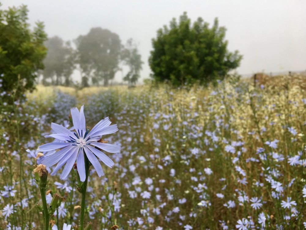 It’s a foggy day. There are lilac colored wildflowers in the foreground with one prominent one in the lower left corner. In the distance some bushes and eucalyptus trees. 