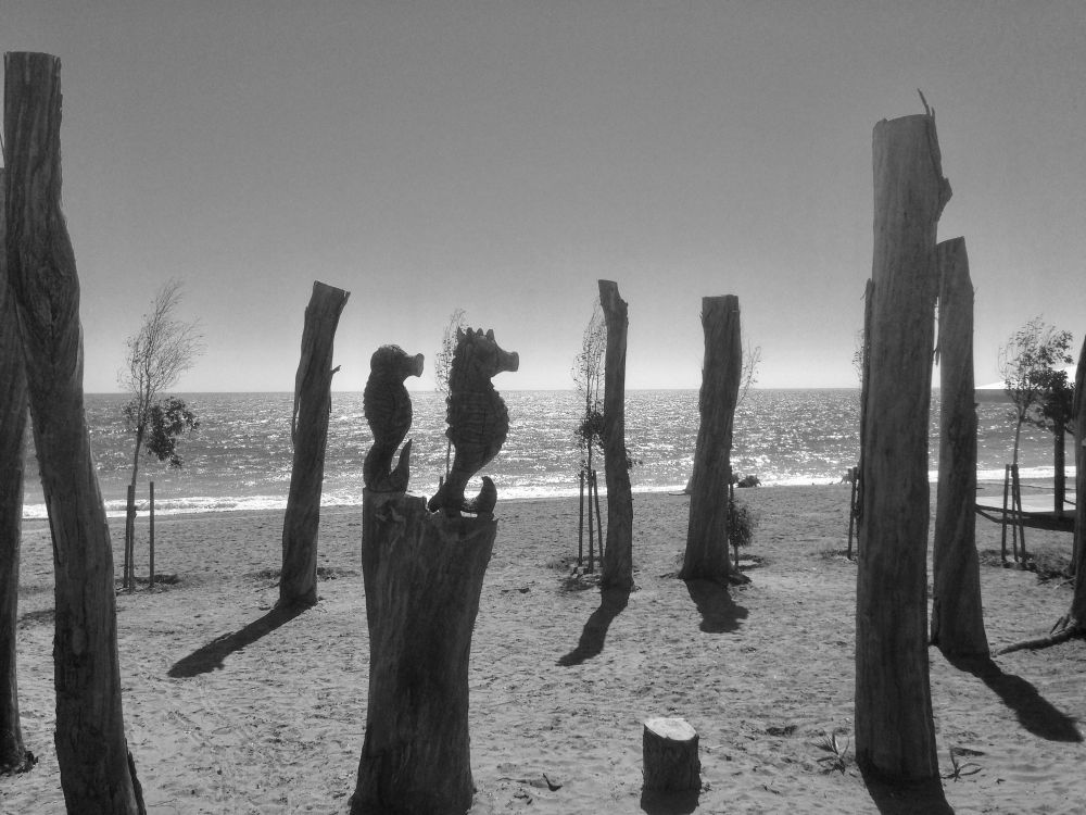 A black and white picture of a beach with the med right behind it. The water has a sparkle on it and the sky is cloud less. On the beach are tall tree trunks left over. One of the trunks has a carving of two seahorses on top. A few saplings of newly planted trees are sprinkled throughout. 