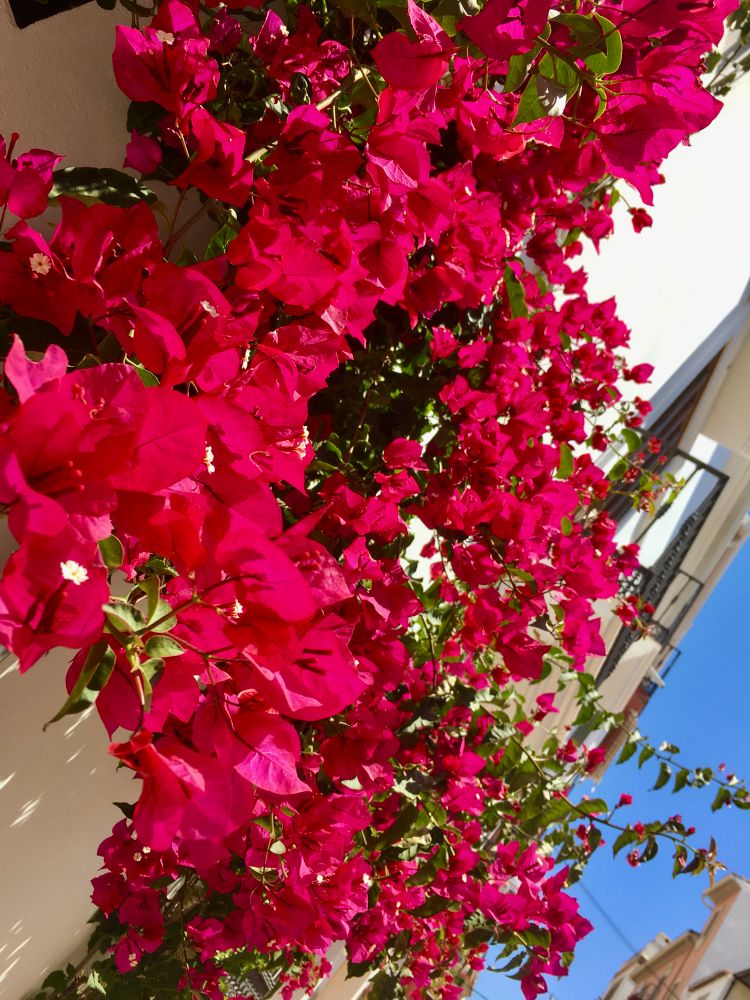 Bright vivid bougainvillea growing along the side of a house in old town Estepona. 