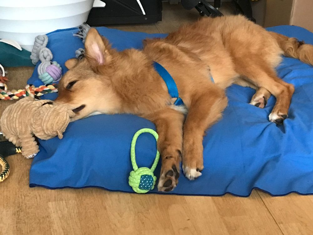 Ein rotbrauner großer Hund liegt schlafend auf der Seite auf einem blauen Hundekissen. Um ihn herum liegt verschiedenes Hundespielzeug.