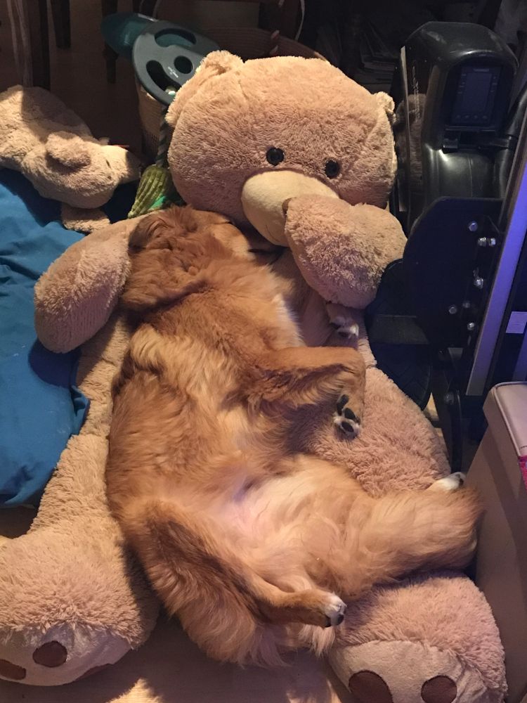 Ein großer rotbrauner Hund liegt schlafend auf einem hellbraunen Riesenteddybär. Der Hund liegt auf der Seite und hat seinen Kopf an den Kopf des Teddys gekuschelt. Im Hintergrund sieht man diverses Hundespielzeg, am linken Rand ist ein Teil einer blauen Decke zu sehen.