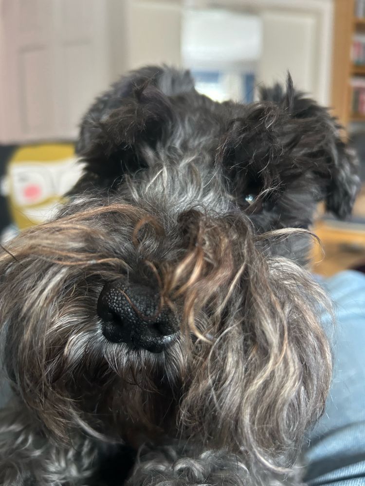 Close up shot of Leia, Miniature Schnauzer against a blurred background. Cropped in on Leia’s face, she’s looking straight at camera with a messy beard. She’s mostly black with grey/silver bits too.