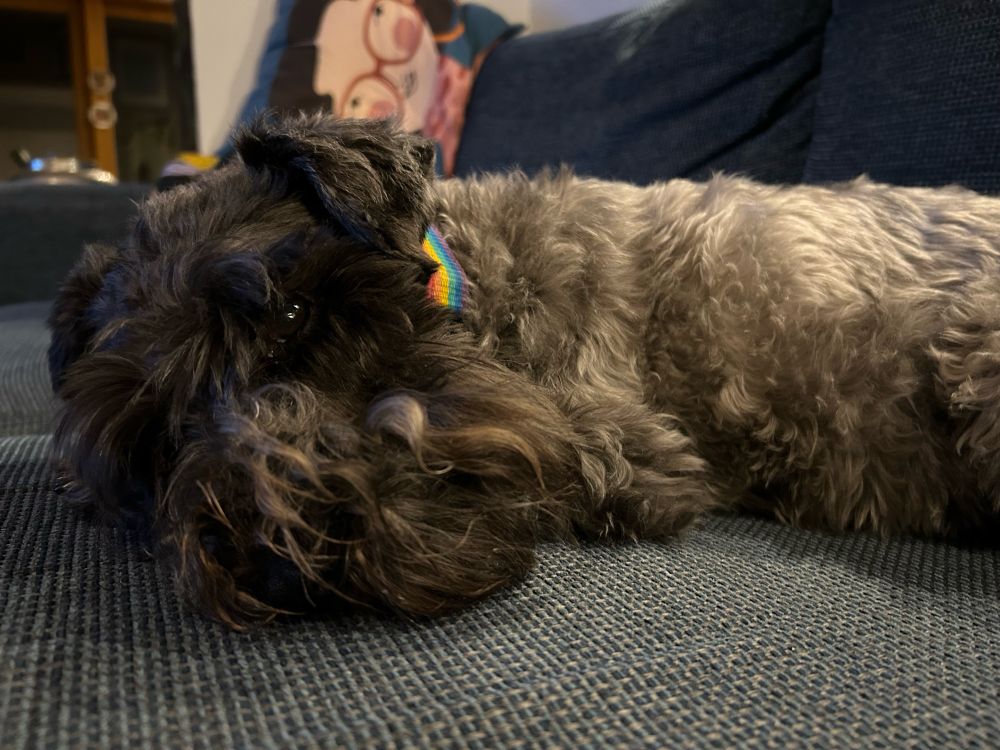 Leia, our black miniature schnauzer, lying on a blue sofa. 