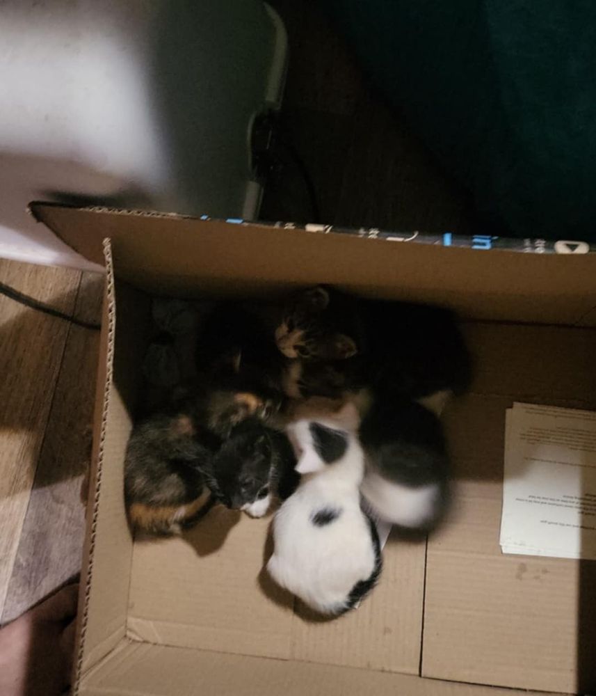 Box of kittens