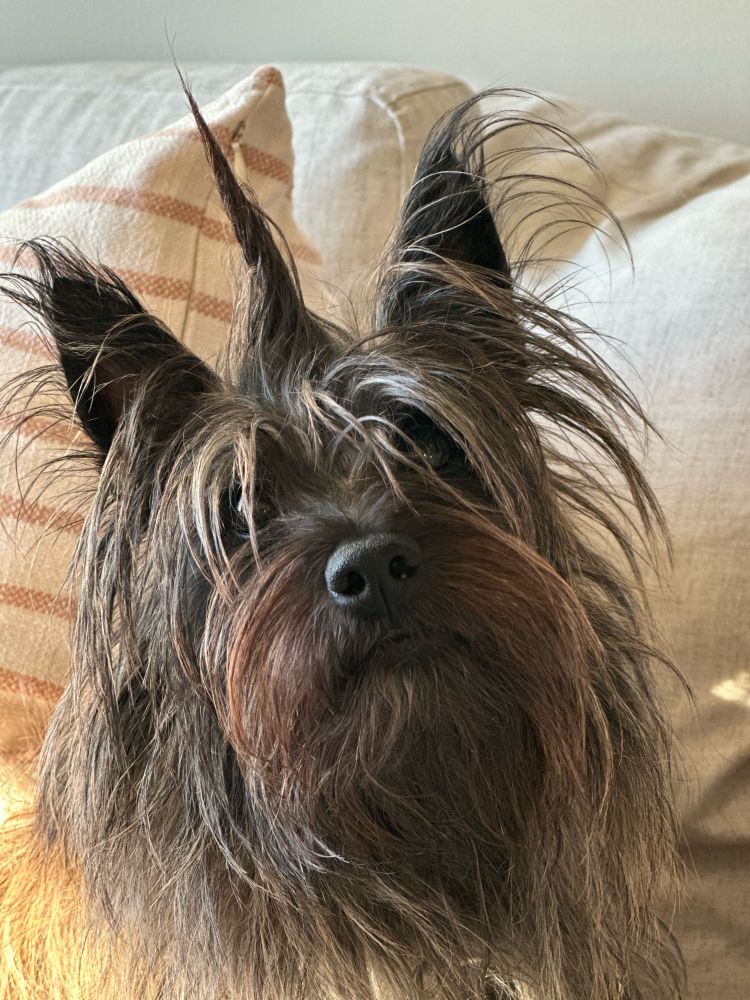 Posie!!! The youngest of our two dogs. A love bird