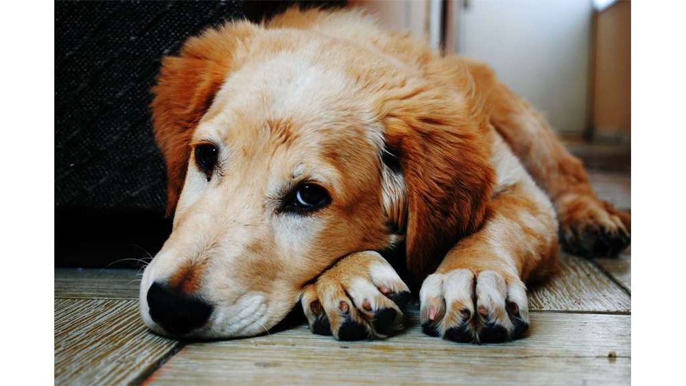 How a dog might express remorse