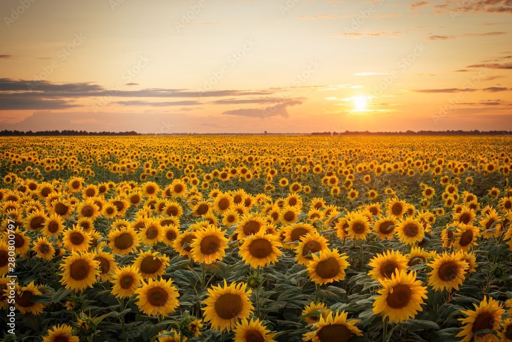 A field of sunflowers.