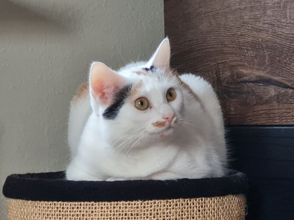Bean, a mostly white cat with orange and black spots, staring intensely at the right side of the pic. She's being a cute perfect loaf and her yellow eyes are HUGE as always.