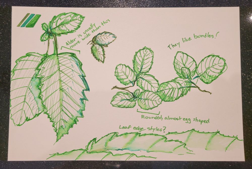 A pen drawing of a range of alder leaves in little bunches across the page. The artist is clearly struggling to make them not look like mint at close scales, but the later attempts feature the ridged egg shape that the leaves usually have.