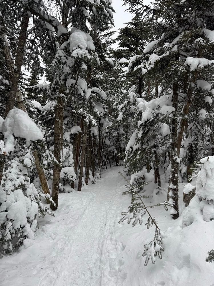 A snowy forest path filled with pine trees at the top of a mountain 