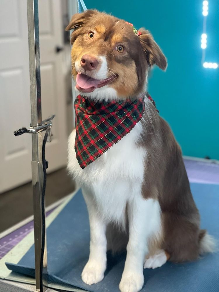 Freshly groomed Australian shepherd with a red and green bandana around her neck. 