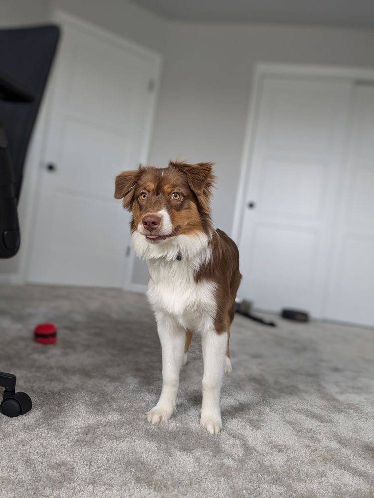 A red tri color Australian shepherd with her tongue sticking slightly out. There is no thought behind her eyes.