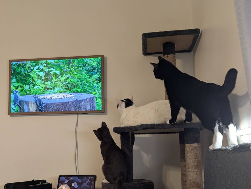 3 cats watching birds on TV. There is a black cat, a white cat, and a grey cat. All 3 birds are very interested in the television.