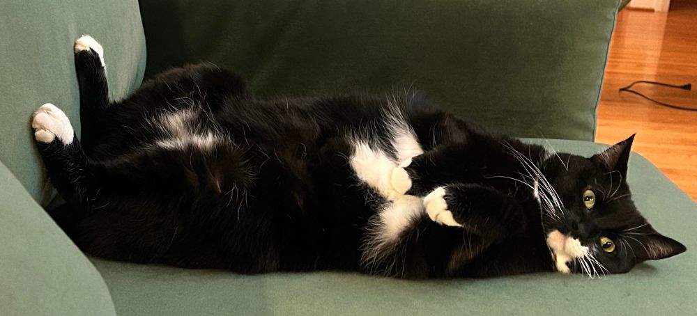 Goofy tuxedo cat on her back looking at camera on green couch