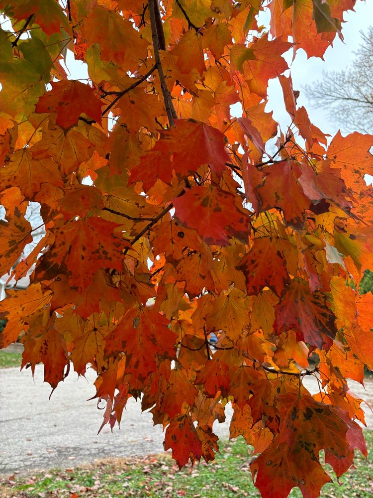 Orange and red leaves, dangling from a branch