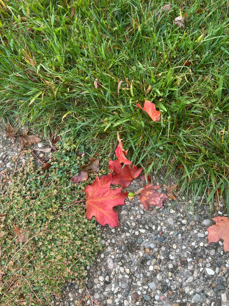 Red leaves