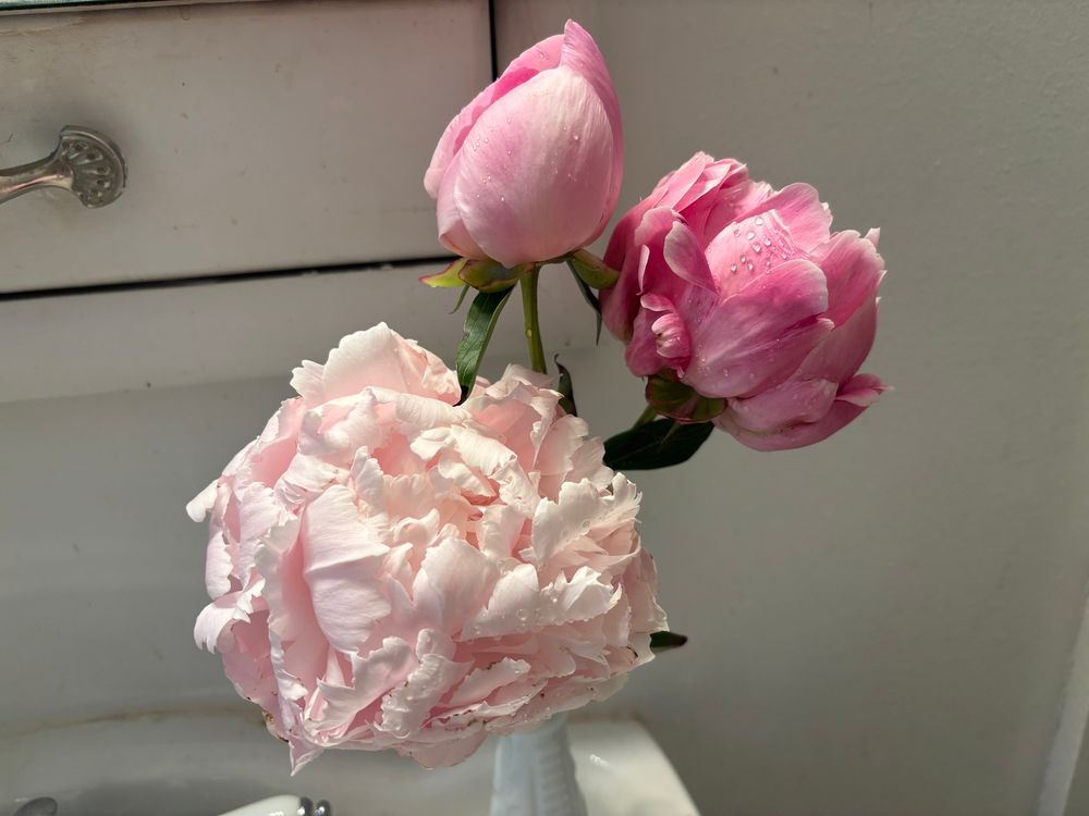 Vase of peonies 
