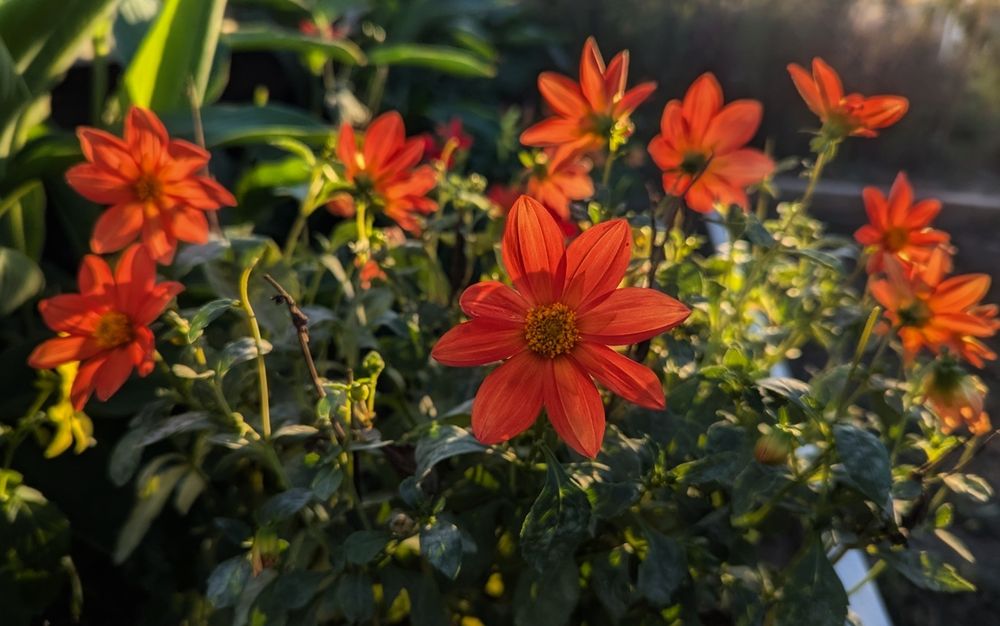 Orange dahlias at sunset.