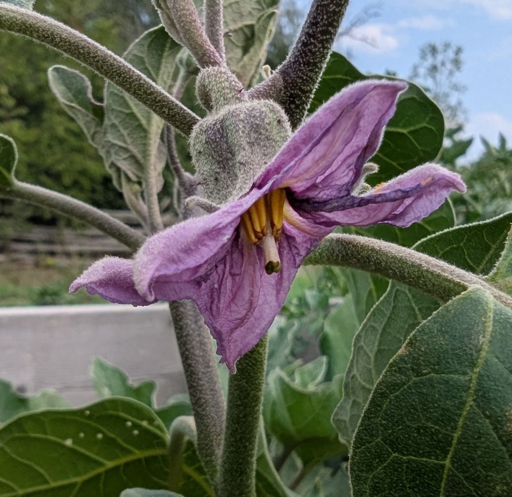 Eggplant flower.