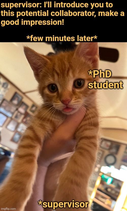 Caption reading as from the supervisor, who's saying "I'll introduce you to this potential collaborator, make a good impression!", and they few minutes later, the scene is of a derpy orange kitten lifted up in one hand, with it's tongue sticking out. The kitten is the PhD student!