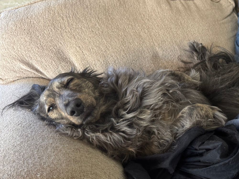 A grey dog laying on her back with one eye open 