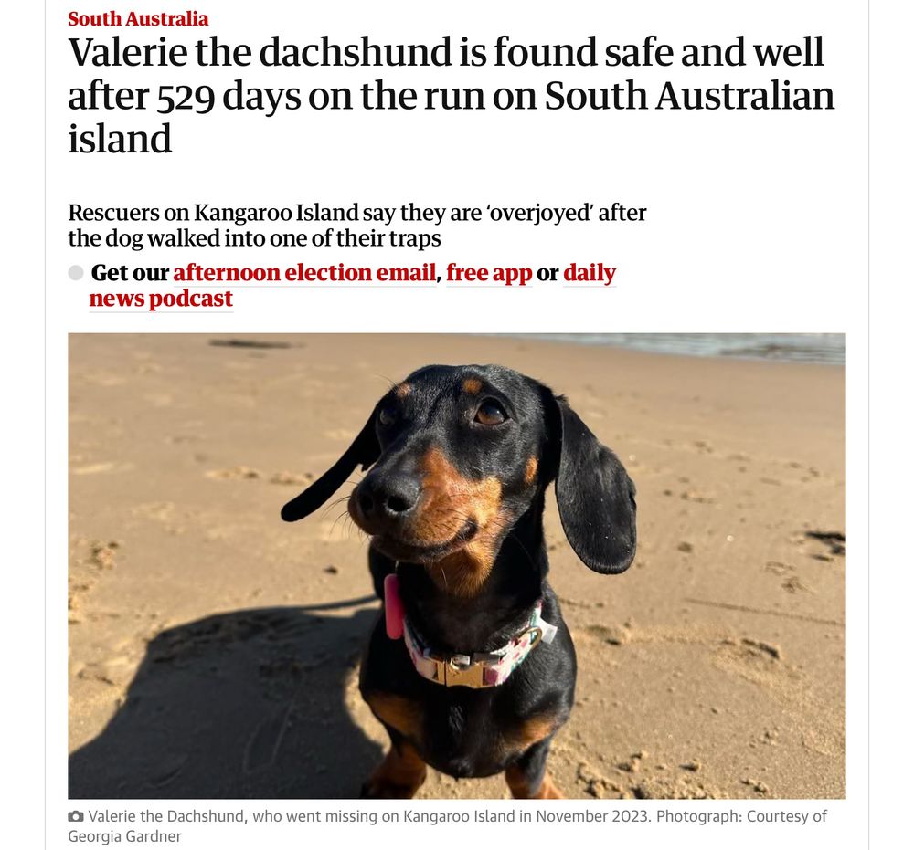 South Australia
Valerie the dachshund is found safe and well after 529 days on the run on South Australian island
Rescuers on Kangaroo Island say they are 'overjoyed' after the dog walked into one of their traps

Get our afternoon election email, free app or daily news podcast
(Image of a shorthaired black and red dachshund on the beach)

Valerie the Dachshund, who went missing on Kangaroo Island in November 2023. Photograph: Courtesy of Georgia Gardner