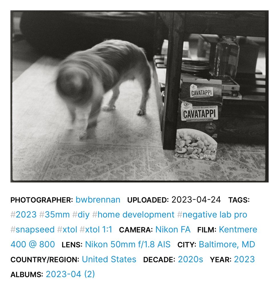 Black and white photo of a dog shaking his head so it’s a blur that looks like a spiral 

Info:

PHOTOGRAPHER: bwbrennan UPLOADED: 2023-04-24 TAGS:
#2023 #35mm #diy #home development #negative lab pro #snapseed #xtol #xtol 1:1 CAMERA: Nikon FA FILM: Kentmere
400 @ 800 LENS: Nikon 50mm f/1.8 AIS CITY: Baltimore, MD COUNTRY/REGION: United States DECADE: 2020s YEAR: 2023
ALBUMS: 2023-04 (2)