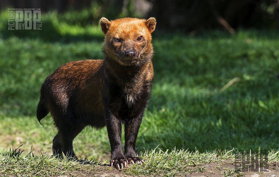 One bush dog mean mugging the camera