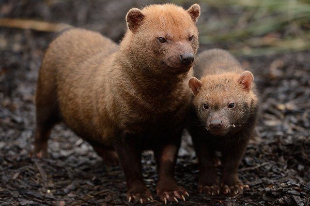 Bush dog mom with a baby