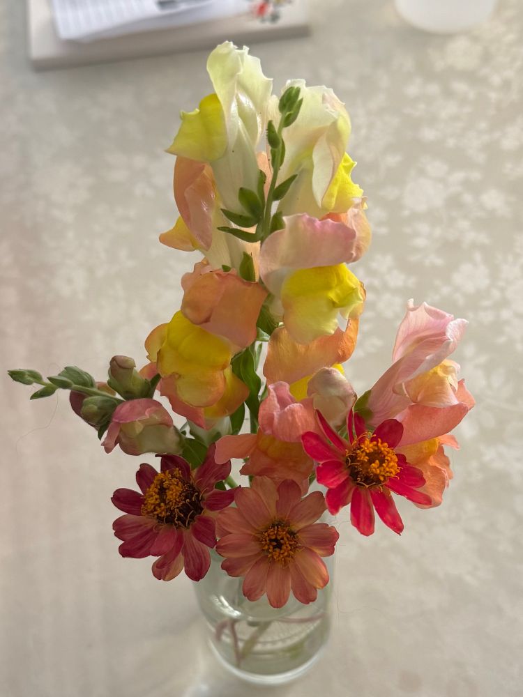 A small vase with yellow and peach snapdragons and reddish orange zinnias 