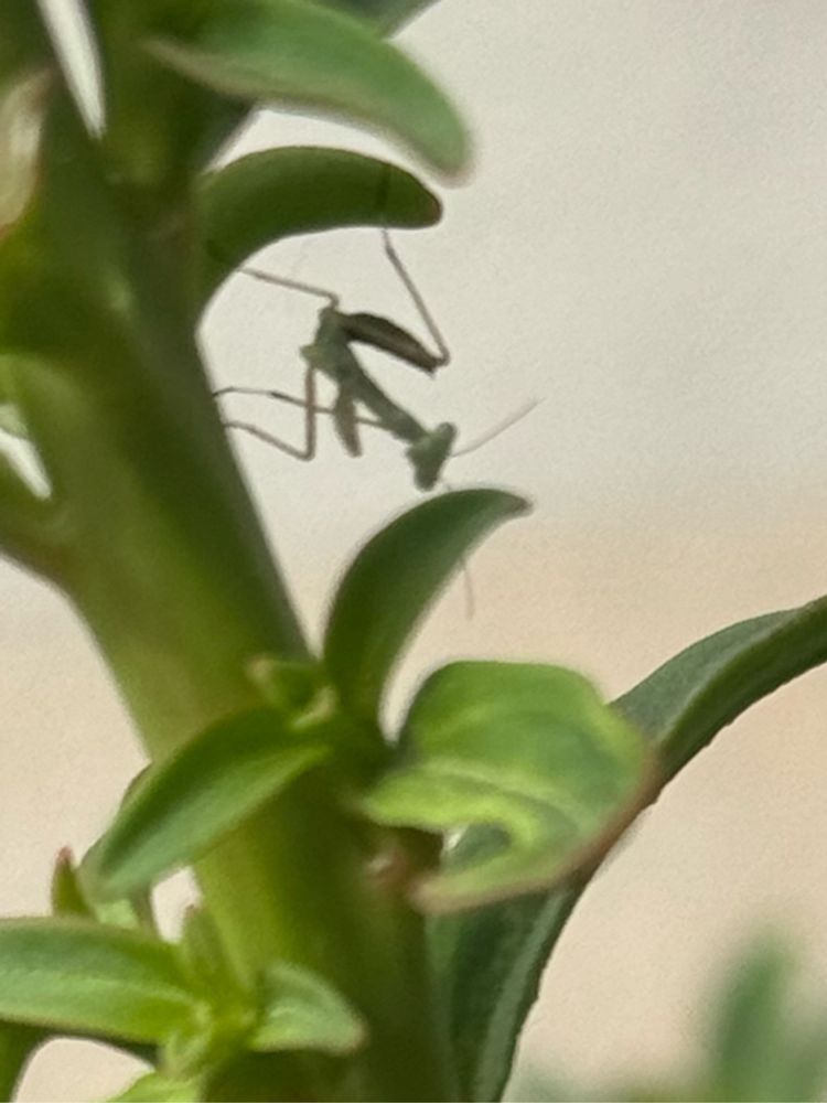 An absolutely tiny green praying mantis hanging from a snapdragon plant 