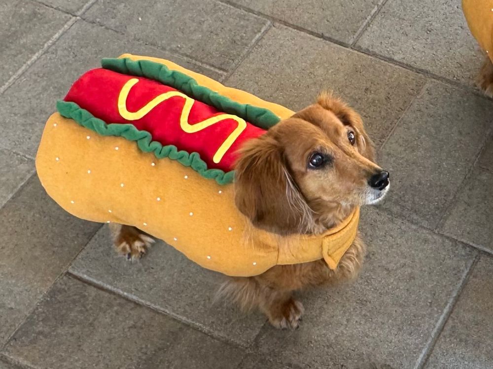 A different red dachshund in a hot dog costume 