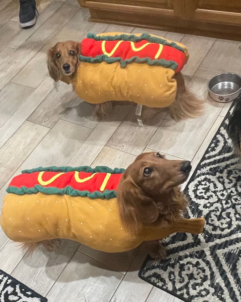 Two sausage dogs wearing hot dog costumes