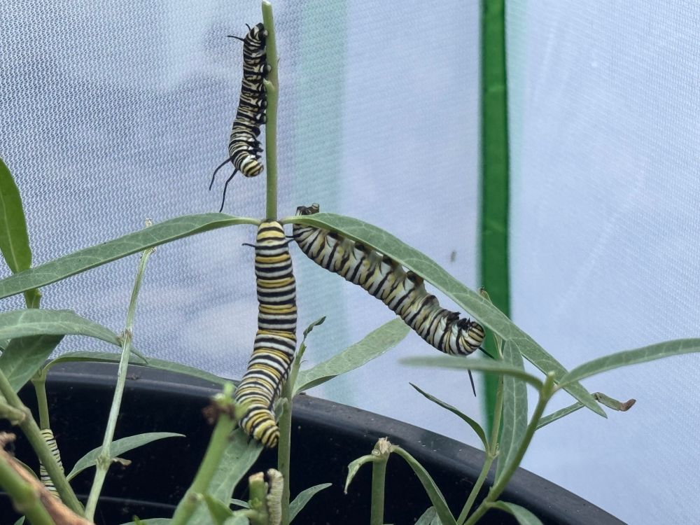 Three big boy monarch caterpillars on a milkweed plant 