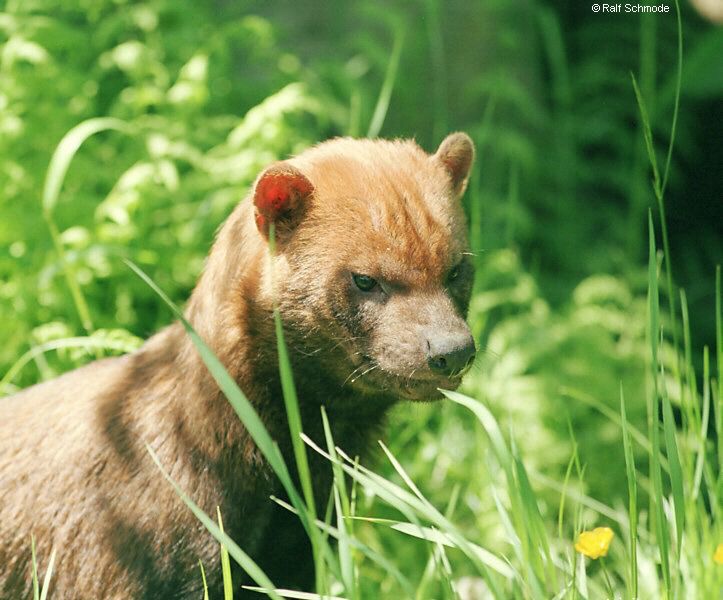 Bushdog