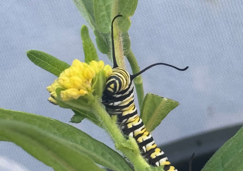 A monarch caterpillar looking like its posing with a flower 