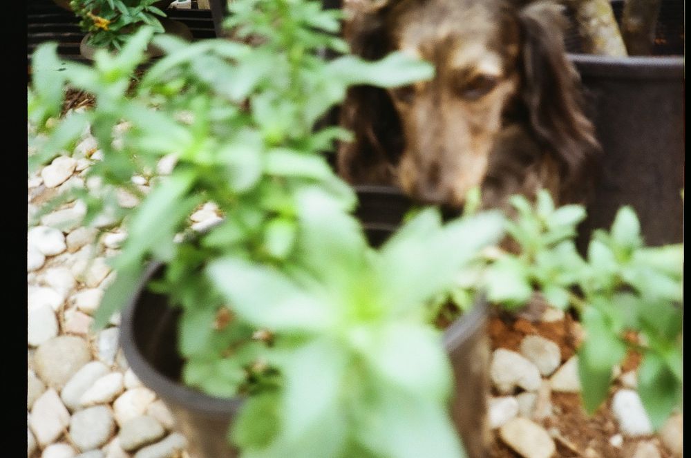 Very blurry picture of my dog sniffing a plant 