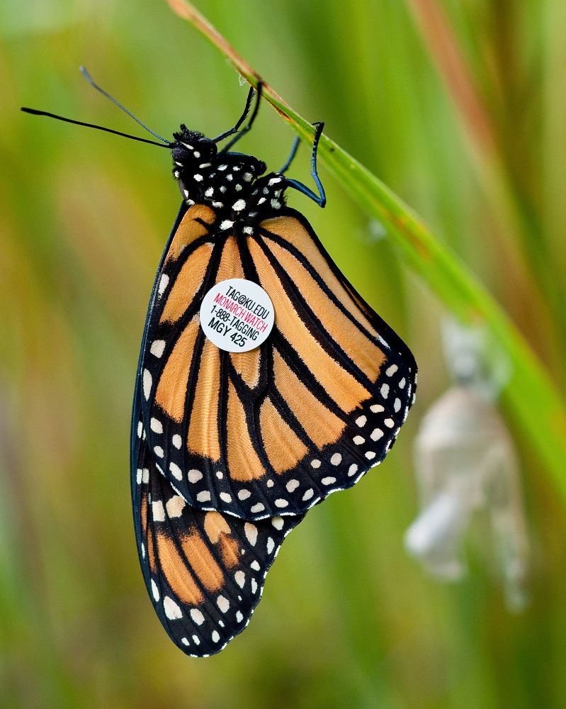 A monarch butterfly with a small round sticker on its wing with an email, phone number, and ID number 