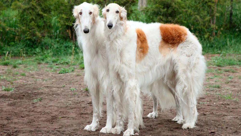 Two fluffy white borzoi dogs (very long legged, skinny hounds with very long skinny noses) with red markings