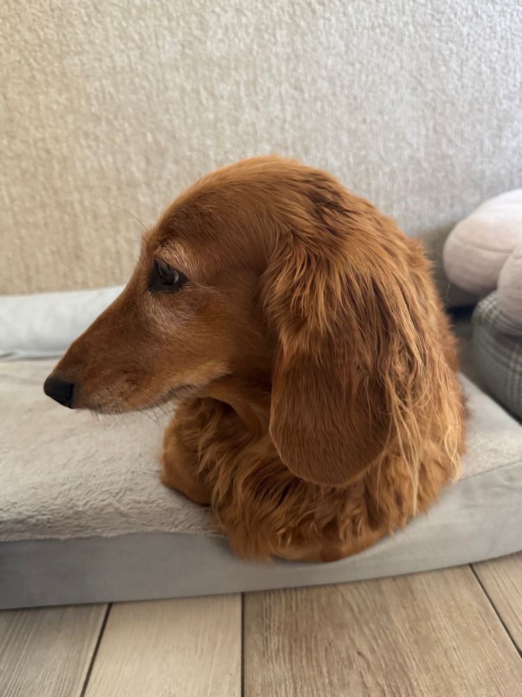 My little dachshund who appears to be a loaf of bread with no limbs 