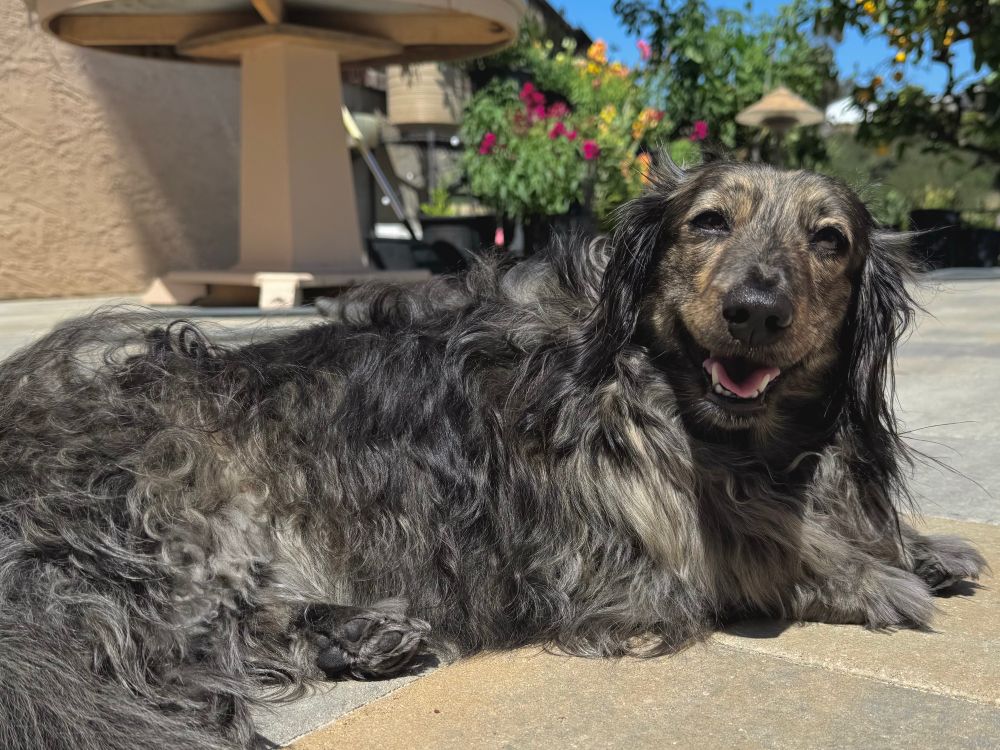 A fluffy grey dog sunbathing near flowers 