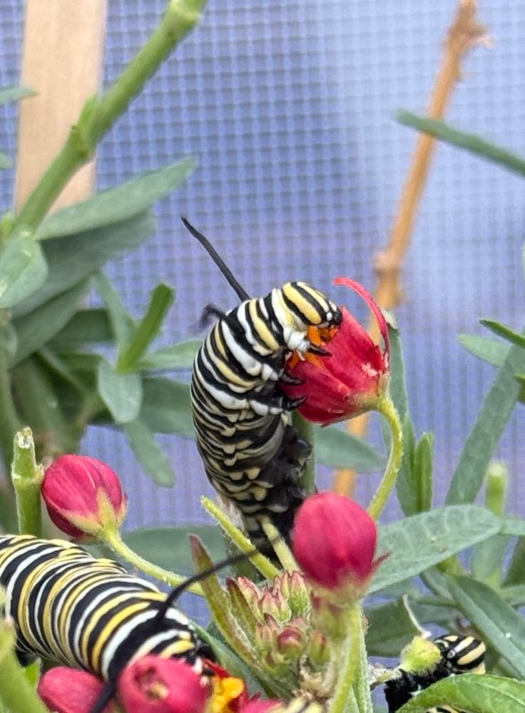 A monarch caterpillar eating a milkweed flower 