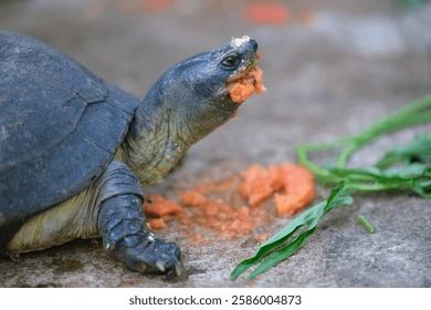 A blurry photo of a turtle eating papaya 