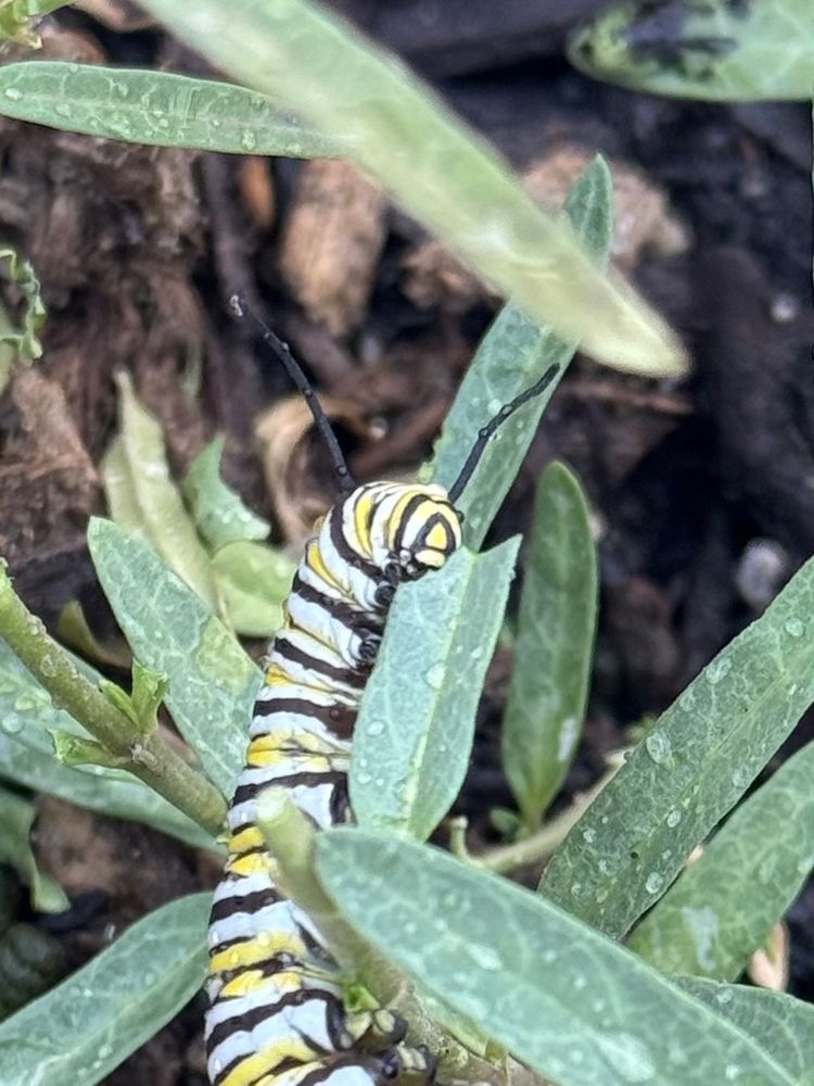 A large monarch caterpillar clutching and eating a leave 