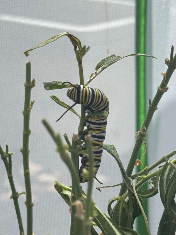 A large monarch caterpillar on a milkweed plant that’s mostly stripped of leaves