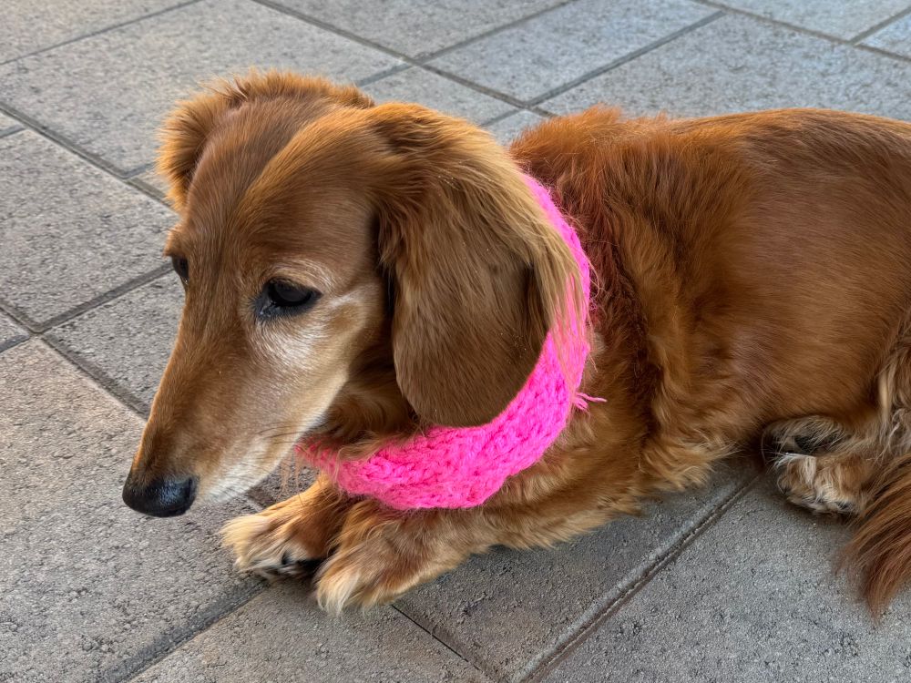 My dachshund looking forlorn in her pink scarf 