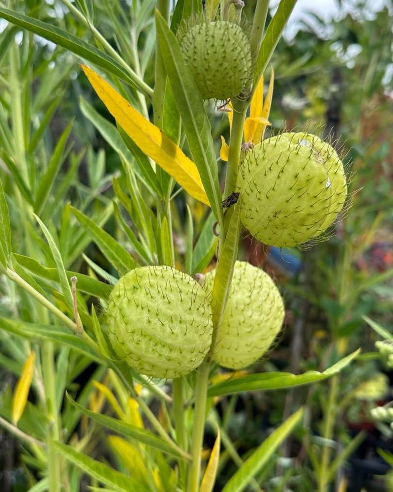 Hairy balls milkweed, showing large round balls that are in fact hairy 